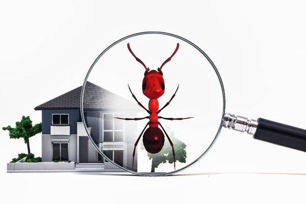 Ant Control