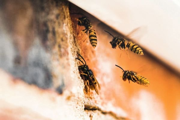 Wasp Nest Removal